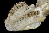Oreodont (Merycoidodon) Partial Skull - Wyoming #113032-7